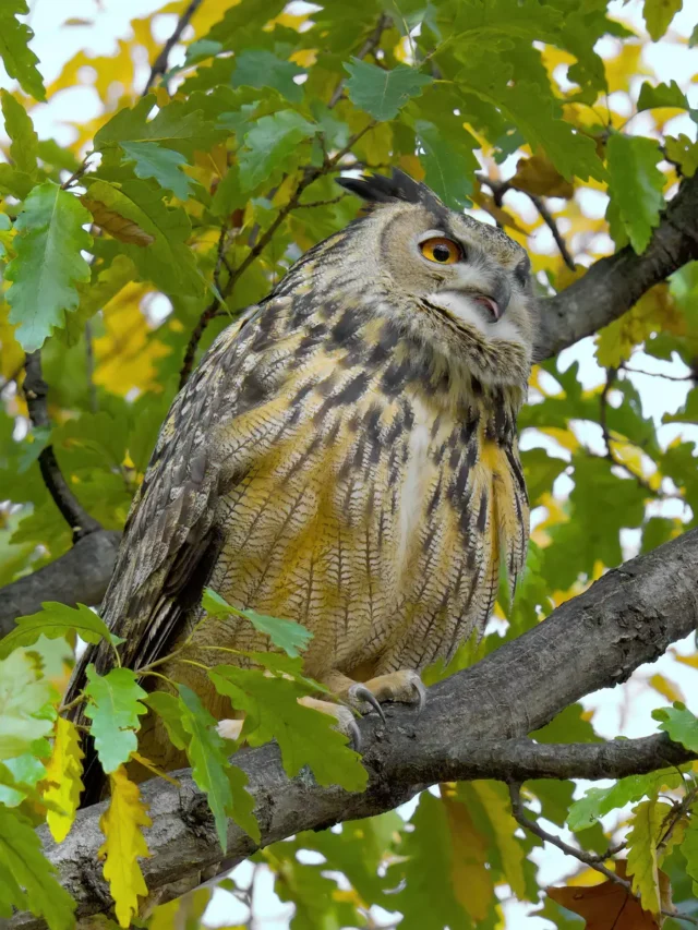 Zoologists in New York confirm Flaco the owl’s death
