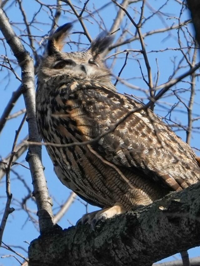 Zoologists from New York have verified the cause of death for Flaco the owl.