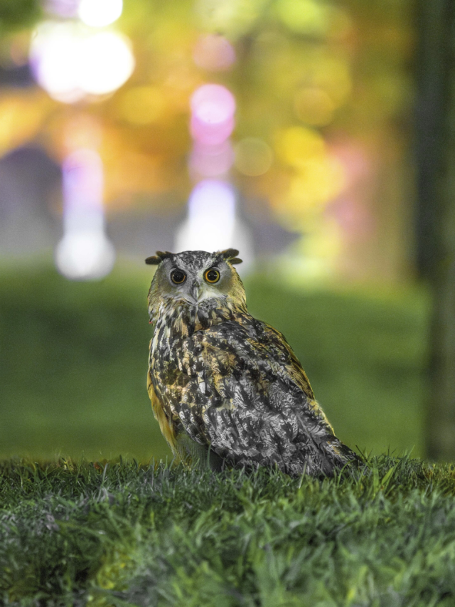 Zoologists confirm the cause of death of famed New York Owl Flaco.